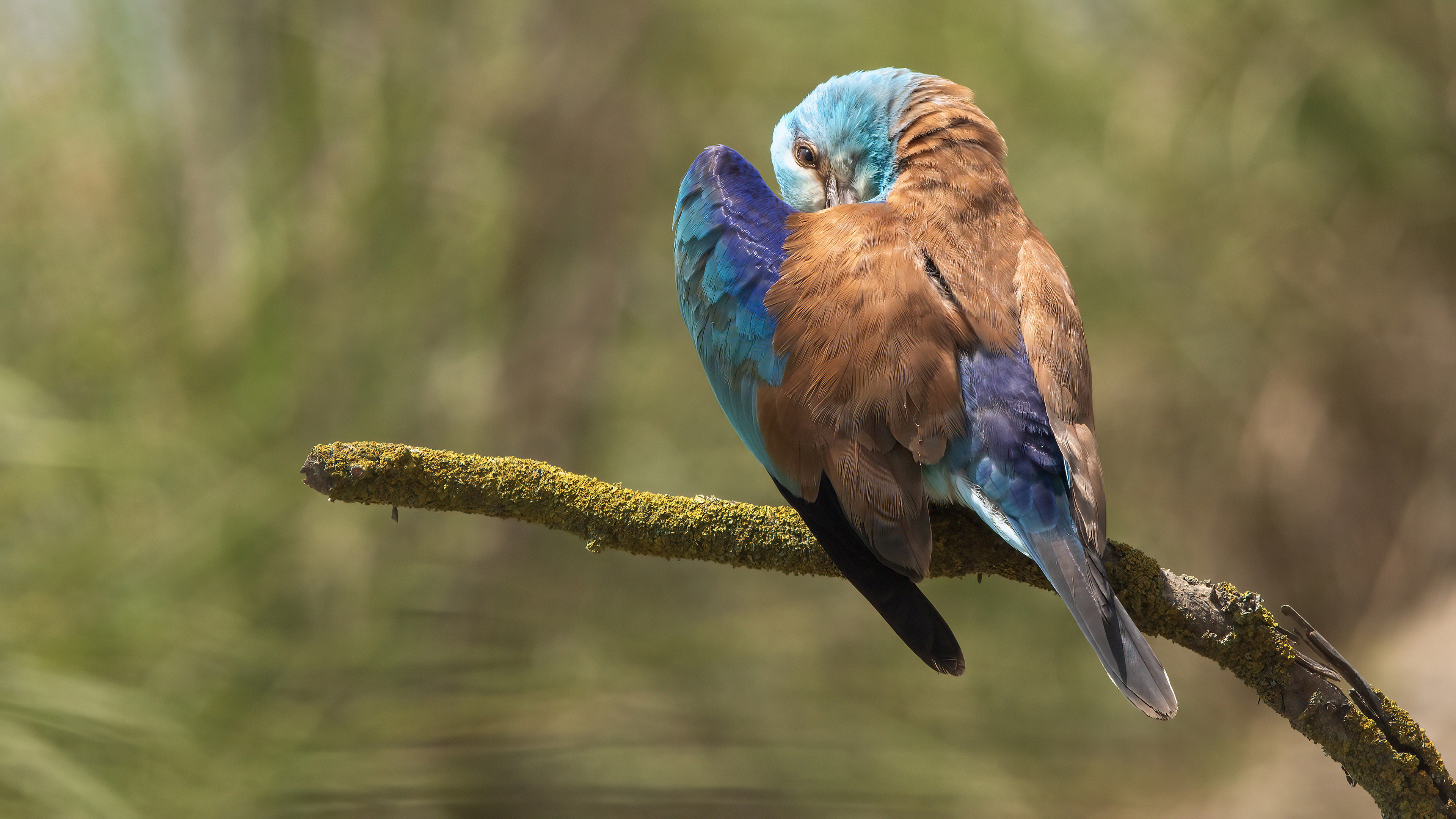 European Roller